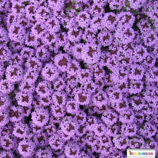 Fotokissen Lila Blütenteppich