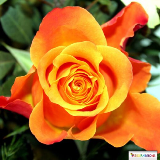 Fotokissen Orange Rose